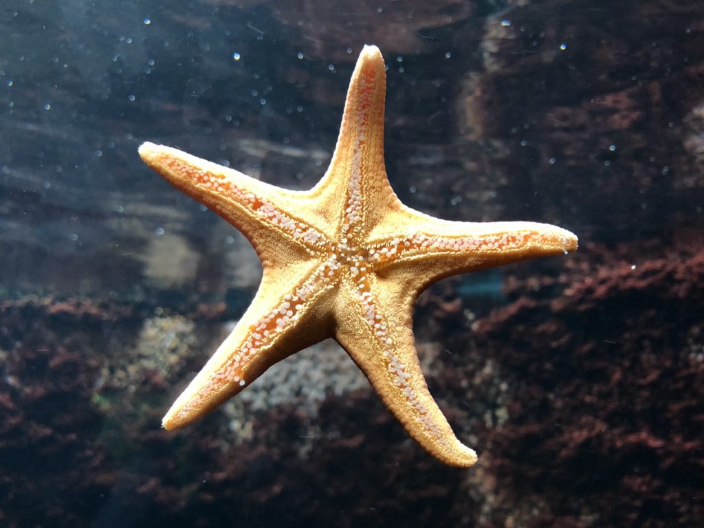 starfish in the ocean
