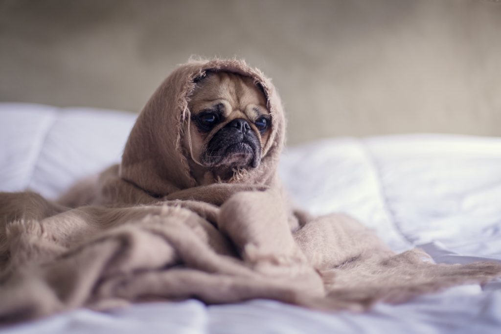 grumpy pug in bed having trouble sleeping